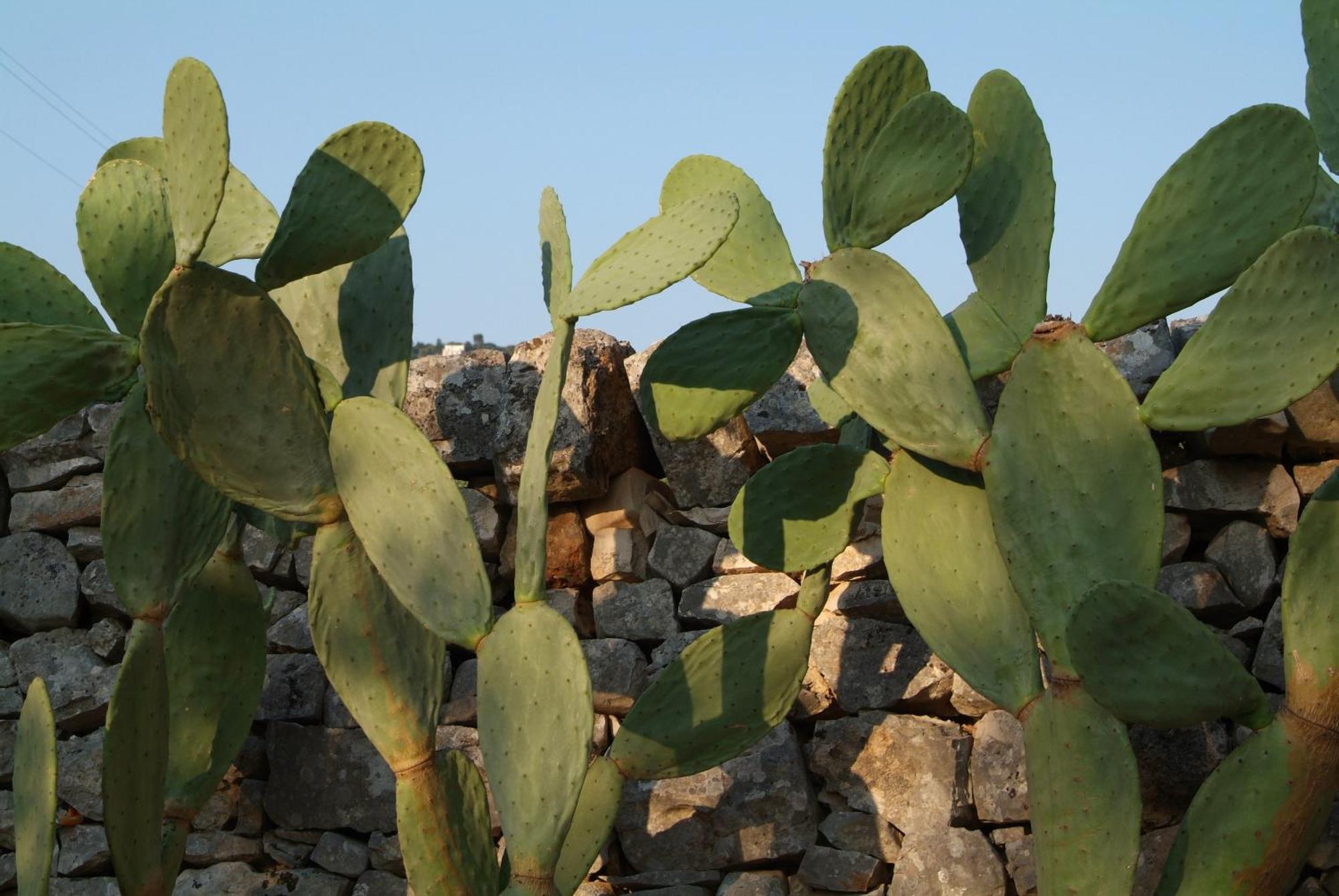 Masseria Trotta B&B Fasano Exterior photo