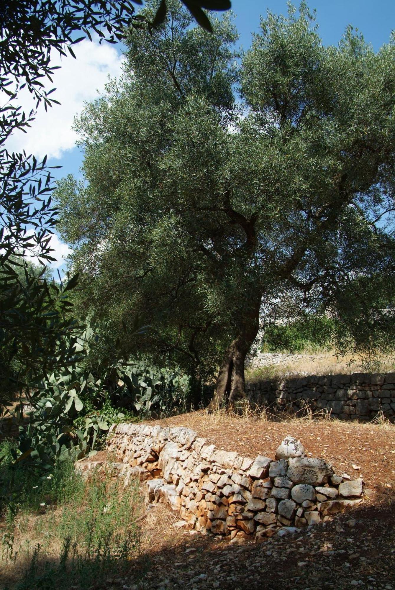 Masseria Trotta B&B Fasano Exterior photo